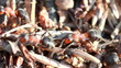 A group of ants, working at their anthill.