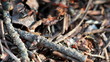 A group of ants, working at their anthill.