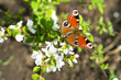 Butterfly on a branch