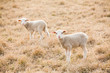 Tw white lambs looking into camera on pasture