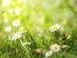 Photo: daisy flowers daisy flowers
