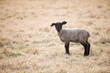Single black lamb on pasture in spring