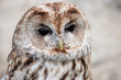 Brown and white owllooking sideways