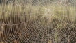 Spider net with water drops