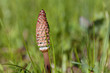 Schachtelhalm - Equisetum