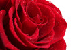 beautiful red rose isolated on white