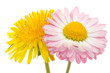 Photo: Beautiful Yellow Dandelion and Pink Daisy Flower on White Beautiful Yellow Dandelion and Pink Daisy Flower on White