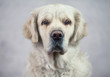 Sad look of a beautiful dog