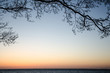 Branch at coast in evening light