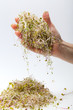 Fresh alfalfa sprouts isolated on white background