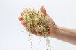 Fresh alfalfa sprouts isolated on white background