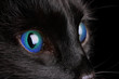 Black cat, close-up