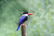 Black capped Kingfisher Halcyon pileata
