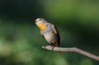 Red-breasted Flycatcher Taiga Flycatcher Ficedula parva male