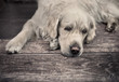 Friendly dog waiting for his busy master