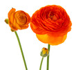 Ranunculus (persian buttercups), isolated on white