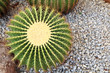 A green cactus (Echinocactus Grusonii)