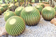 Many round cactuses  in a greenhouse