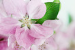 Blossom Closeup