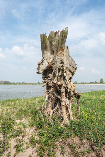 Photo: Bizarrely shaped and weathered tree stump Bizarrely shaped and weathered tree stump