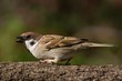 Close up photo of a tree sparrow with open beak