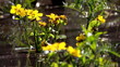 wetland flowers bloom in spring