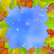 Leaves and sky