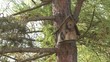 Sitta europaea (kleiber)