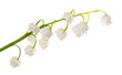 lily of the valley isolated