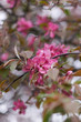 Flowering Crabapple Tree