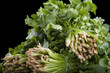 bunches of coriander