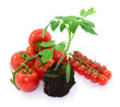 Photo: Tomaten Tomaten
