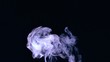 Rising puff of smoke on black background