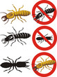 termite - warning signs