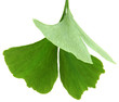 ginkgo biloba leaves isolated on white background