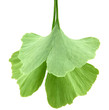 Foto: ginkgo biloba leaves isolated on white background ginkgo biloba leaves isolated on white background