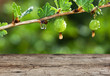 Old wooden deck table in the garden with gooseberries
