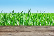 old wooden table on the background of green field and sky