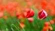 two poppies