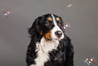 Bernard Sennenhund with Soap Bubbles at Studio