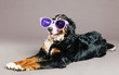 Foto: Bernard Sennenhund with Funky Glasses at Studio Bernard Sennenhund with Funky Glasses at Studio