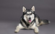 Siberian Husky Studio Portrait