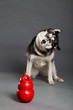 Siberian Husky Studio Portrait Shaking Head with Toy
