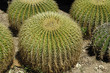 Foto: RIESENKAKTUS RIESENKAKTUS