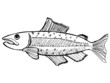 salmon