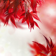 japanischer ahorn rot hintergrund