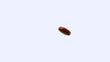 Single red tablet falling and bouncing