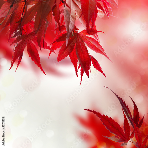 Photo: japanischer ahorn rot hintergrund japanischer ahorn rot hintergrund