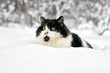 Cat in the snow