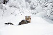 Cat in the snow